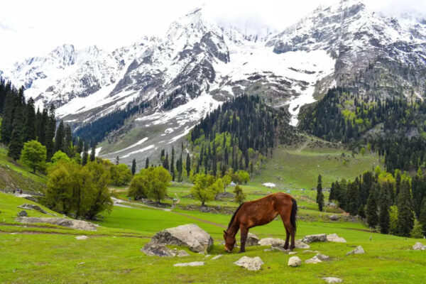 Kashmir Tours / 4 Nights