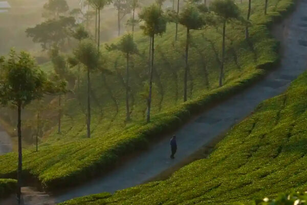 Kerala Tours / 4 Nights - Image 3